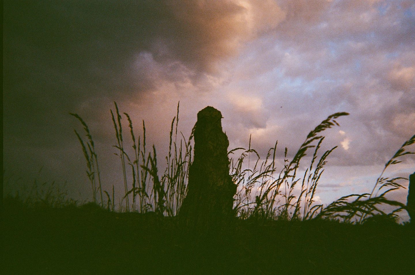 A tall rock points at the sky. It's silhouetted against a pinkish blueish evening sky. There are long fronds of wheat silhouetted around the stone.